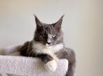 Maine Coon - Maine Coon Kitten For Sale/Service - 