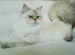 Gus - British Shorthair Cat For Sale - 