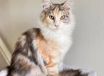 Maine Coon Kitten - Maine Coon Kitten For Sale - Irvine, CA, US