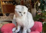 Jess 2 - Scottish Fold Kitten For Sale - 