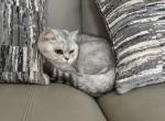 Scottish fold kittens - Scottish Fold Kitten For Sale - 