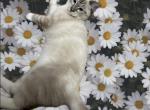 Simon - Ragdoll Kitten For Sale - New York, NY, US