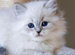 Litter of ColorPointed Hypoallergenic Kittens - Siberian Kitten For Sale - 