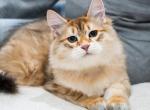 HYPOALLERGENIC BLACK GOLDEN SHADED LITTER - Siberian Kitten For Sale - 