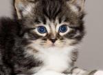 black tabby hypoallergenic male - Siberian Kitten For Sale - 