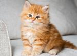 Noni and Alana - Siberian Kitten For Sale - 