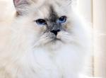 moNA - Siberian Cat For Sale - Auburn, WA, US