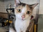 Gracie - Domestic Cat For Adoption - TN, US