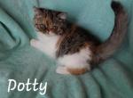 Dotty - Exotic Kitten For Sale - Lemont, IL, US