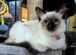 Knox Balinese Cattery - Balinese Kitten For Sale - 