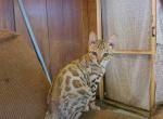 Garrison - Bengal Kitten For Sale - 