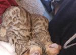 Justin - Bengal Cat For Sale - 