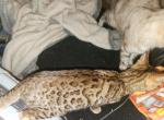 Wynot - Bengal Kitten For Sale - Augusta, ME, US