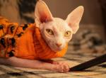 M&M - Sphynx Kitten For Sale - 