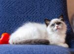 Uve - Ragdoll Kitten For Sale - Pembroke Pines, FL, US