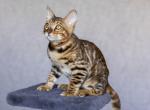 Elizar - Bengal Kitten For Sale - Norwalk, CT, US