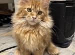 Polydactyl Orange Male - Maine Coon Kitten For Sale - Jacksonville, FL, US