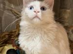 Both Blue eyes Snowman - Maine Coon Kitten For Sale - Jacksonville, FL, US