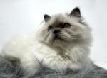 Blue point Himalayan - Himalayan Kitten For Sale - 