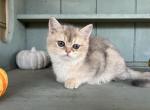 Callie - British Shorthair Kitten For Sale - 