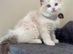 Seal bicolor ragdoll female - Ragdoll Kitten For Sale - 