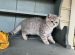 Chloe - British Shorthair Kitten For Sale - 