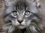 Greenjack North Carolina - Maine Coon Kitten For Sale - Apex, NC, US