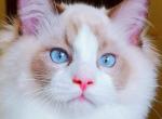 Coconut - Ragdoll Kitten For Sale - Miami, FL, US