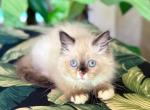 Ragdoll Male - Ragdoll Kitten For Sale - 