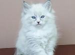 Fabio - Siberian Kitten For Sale - Boston, MA, US