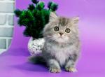 Xenon Longhair - British Shorthair Kitten For Sale - Gurnee, IL, US