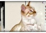 Alaska - Bengal Cat For Sale/Retired Breeding - 