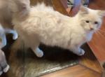 Daisey - Balinese Kitten For Sale - Branson, MO, US