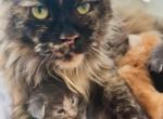 Olympia Autumn Litter - Maine Coon Kitten For Sale - Charlottesville, VA, US