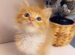 Sweet and super cute orange kitty - Polydactyl Kitten For Sale - 