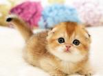 Tiffany Scottish - Scottish Fold Kitten For Sale - Brooklyn, NY, US