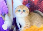 Prince Scottish - Scottish Fold Kitten For Sale - Brooklyn, NY, US