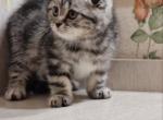 Atos Scottish - Scottish Fold Kitten For Sale - Brooklyn, NY, US