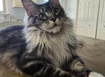 Xenona - Maine Coon Kitten For Sale - Cleveland, TN, US