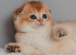 Nancy Scottish - Scottish Fold Kitten For Sale - Brooklyn, NY, US