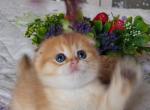 Adam Scottish - Scottish Fold Kitten For Sale - Brooklyn, NY, US