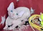 Olivia O - Sphynx Kitten For Sale - Norwalk, CT, US