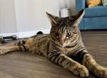 Benji - Savannah Kitten For Adoption - Boca Raton, FL, US