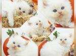 Oscar CFA Health Tested Lines - Himalayan Kitten For Sale - FL, US