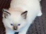 Seal Mitted Male - Ragdoll Kitten For Sale - Columbia, PA, US