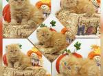 Huck CFA Health Tested Lines - Persian Kitten For Sale - FL, US