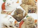 Persian Kittens CFA Health Tested Lines - Persian Kitten For Sale - FL, US