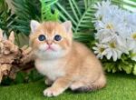 Cutie - Scottish Straight Kitten For Sale - 