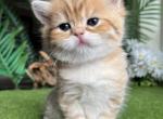 Tigress - Scottish Straight Kitten For Sale - 