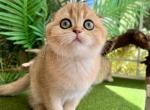 Star - Scottish Fold Kitten For Sale - Vancouver, WA, US